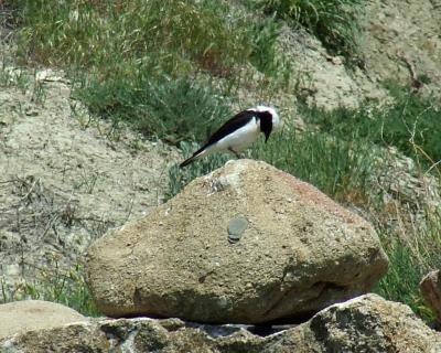 Прикрепленное изображение: 501-1.jpg